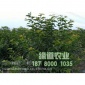 四川成都贵州安顺大樱桃苗批发价格,哪里有3年大樱桃苗,安顺大樱桃树苗基地